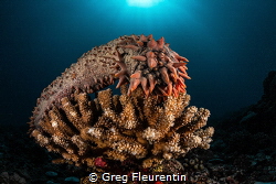 Warning underwater alien...or maybe sea cucumber... by Greg Fleurentin 